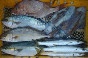 漁師さん直送市場｜鮮魚セット 約1.5kg～3kg