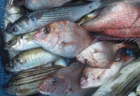 漁師さん直送市場｜鮮魚セット 約2kg～4kg