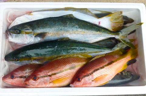 漁師さん直送市場｜鮮魚セット 約3kg～6kg